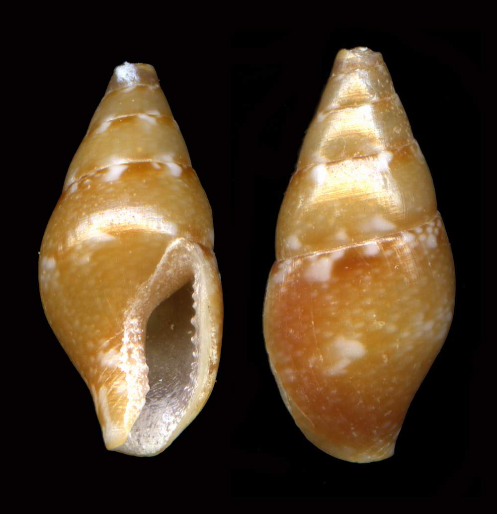 Mitrella broderipi (Sowerby G.B. I, 1844) ?